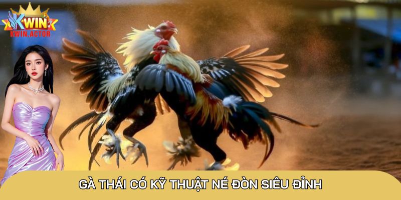 Gà Thái có kỹ thuật né đòn siêu đỉnh