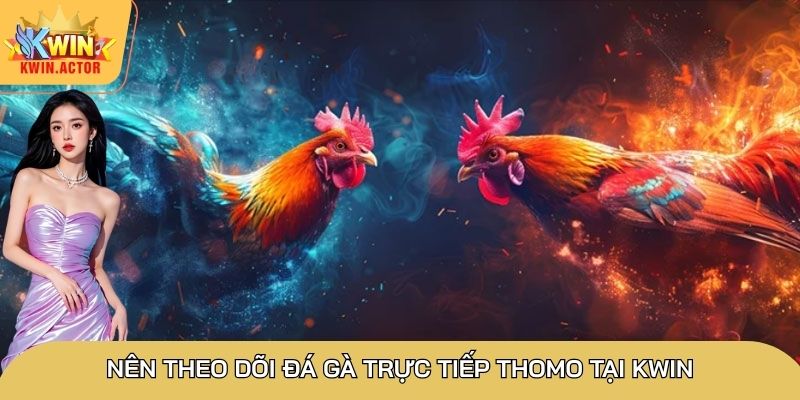 Đá gà trực tiếp Thomo siêu hấp dẫn, chinh phục thành viên 3 Nên theo dõi đá gà trực tiếp Thomo tại Kwin